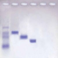 Kit d'expérimentation, détermination du poids moléculaire des protéines (à base d'agarose)