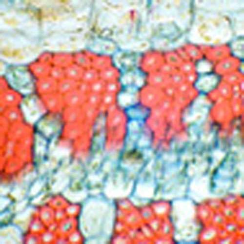 48 Pièces Préparé Microscope Diapositives Plastique, Microscope Lames  Lamelle Préparées, Ensemble de Lames de Microscope Préparées Animaux  Insectes Plantes Fleurs Échantillon Spécimen Biologique : :  Commerce, Industrie et Science